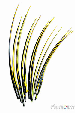 Oie rachis - 25-30 cm - noir-lime-jaune